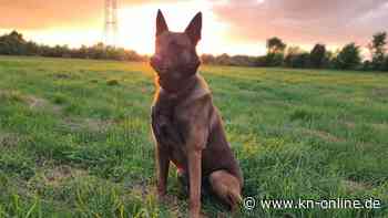 Oldenburg: Polizeihund „Earl“ sucht ein neues Zuhause