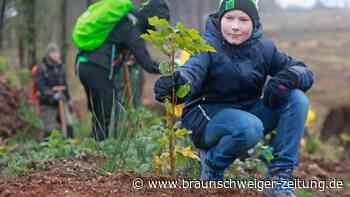 Pflanzaktion im Harz: 9000 Bäume zwischen Elend und Braunlage