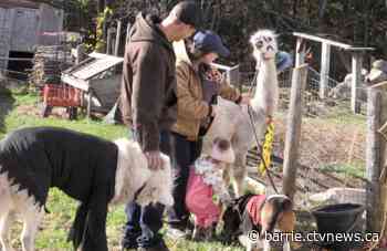 Costumed animals for Halloween attract families to Midland area farm