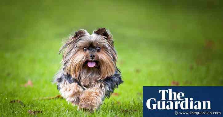 New York animal control officer arrested in yorkie dognap plot