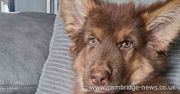 Cambridgeshire puppy has life-saving surgery after suffering from rare condition