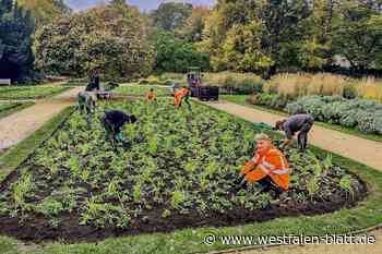Gärtner pflanzen 10.000 Blumenzwiebeln