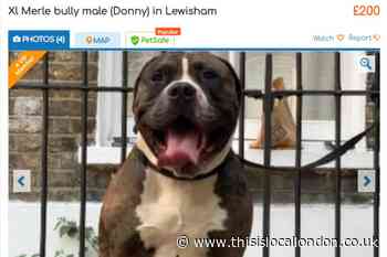 XL Bully being sold for £200 in Lewisham ahead of bread ban