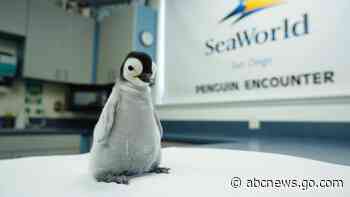 WATCH:  Rare Emperor penguin born at SeaWorld