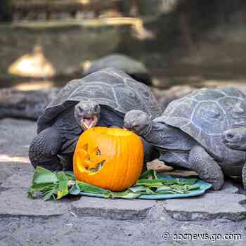 WATCH:  Galapagos tortoises at Disney's Animal Kingdom celebrate Halloween with pumpkins