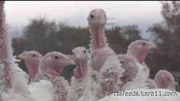 Another 350K birds die in October as worst-ever bird flu outbreak continues