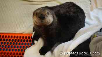 Otter-ly adorable! Pair of orphaned sea otters receiving care at the Minnesota Zoo
