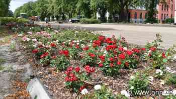 Rostocker Rosengarten wird mit Kleinkunstfest wiedereröffnet