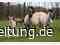 Einst lebten Wildpferde in NRW – und prägten eine ganze Region
