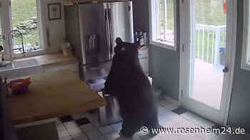 Video geht viral: Bär bricht in Haus ein und klaut gefrorene Lasagne
