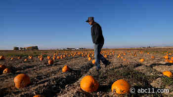Wonky pumpkins? Here's how this year's extreme weather may affect your fall décor