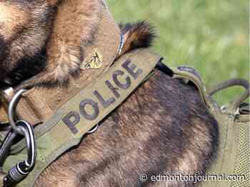 Edmonton police investigate whether canine unit caused 'serious' injuries during arrest