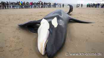 Belgische Nordseeküste: Orca strandet und stirbt