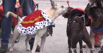 Howl-o-ween pack walk helps support local pet food bank