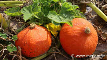 Gefahr im Gemüsegarten: Warum Kürbisse, Zucchini und Kartoffeln giftig sein können