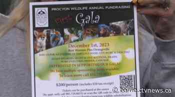 First-ever Procyon Wildlife gala to be held in December