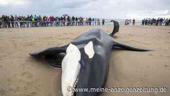 Orca an belgischer Nordseeküste gestrandet und gestorben