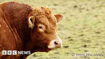 Bull semen: Artificial insemination tanks stolen in County Tyrone