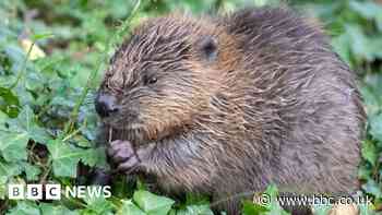 Reintroducing wildlife species 'not a priority'