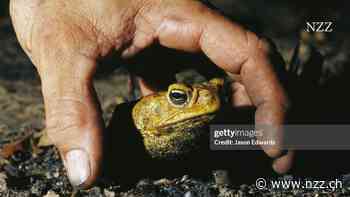 PODCAST - Die Aga-Kröten sind nicht aufzuhalten: für Australien eine ökologische Katastrophe