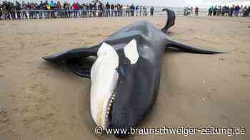 Orca an belgischer Nordseeküste gestrandet und gestorben