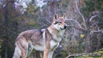 Wolf, Hund oder eine Mischung aus beidem: Woran erkennen Sie den Unterschied?