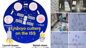One small step for mice, one giant leap for mankind: Scientists grow mouse embryos on the International Space Station for the first time, paving the way for humans to reproduce in space