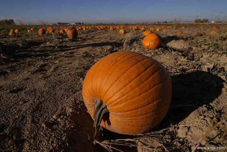 Extreme weather may have affected the pumpkins you picked this year
