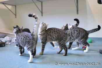 Katzenalarm in Bielefeld