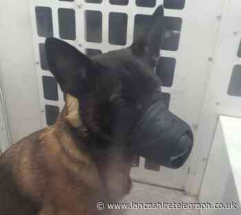 Police appeal to identify dog owner after attack in Burnley