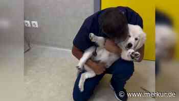 Tanzen, Knuddeln oder Futter – so liebevoll impft ein Tierarzt Hunde