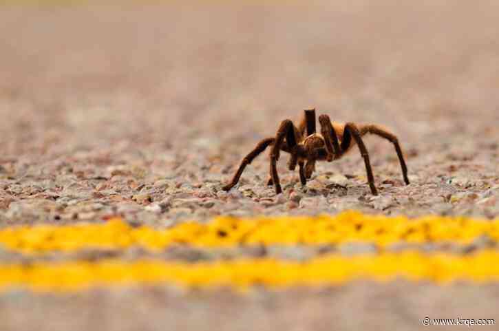 Tarantula causes crash in Death Valley; motorcyclist hospitalized