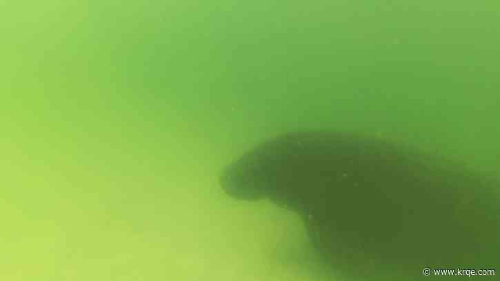 WATCH: Diver waves to manatee in close encounter