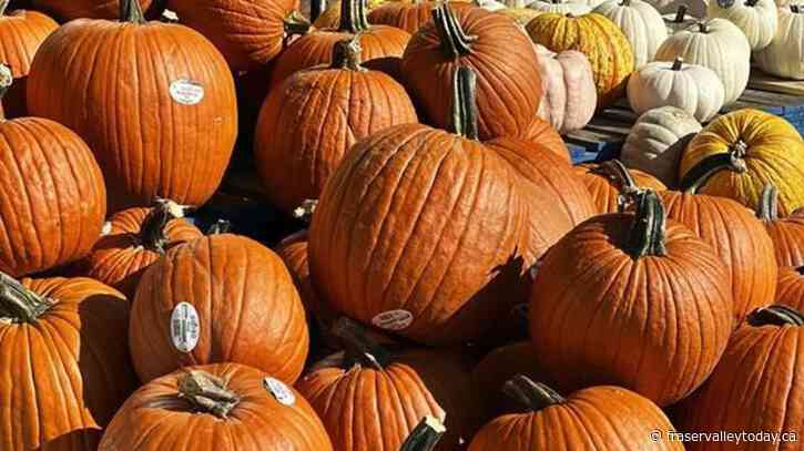Climate change: Droughts, heavy rain turn Canada’s pumpkin harvest spooky