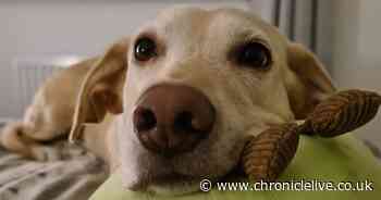 Fundraising appeal after Callerton golden Labrador undergoes emergency surgery