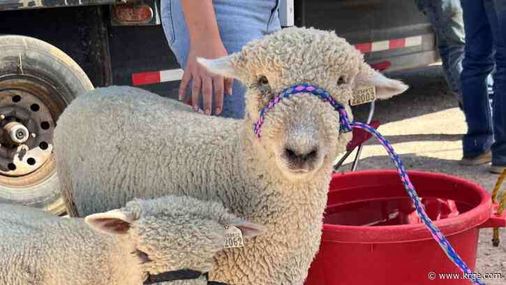 Free 'AG Day' coming to NMSU November 4