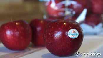 Taste-testing Ontario’s new Snowflake apple