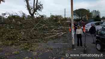 Vento a Roma, 50 alberi caduti. A Magliana grosso platano in strada: un ferito