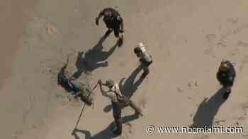 Video shows large reptile captured after swimming near shore in Florida beach