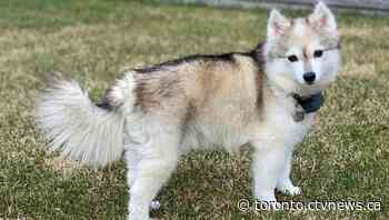 Ontario couple's senior dog missing for weeks after bolting on wedding night