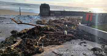 Huge waves see Sunderland seafront covered in seaweed sparking major clean-up