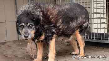 Hund Mirko hat sein Vertrauen verloren – doch mit seiner Geschichte gewinnt er unzählige Herzen