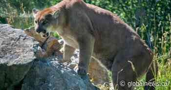 Suspected cougar attacks near Bragg Creek prompt pet warnings