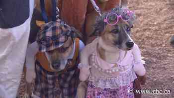 These spooky pooches convened for a Halloween costume contest