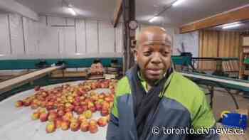 'Enough is enough': Ontario migrant workers say they are treated like 'animals' in open letter under federal review