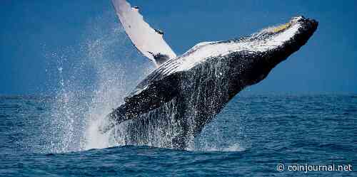 Tellor (TRB) price spikes 15% amid fresh whale activity