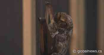 Trick-or-treat? Halloween displays and sweets ‘problematic’ for some animals