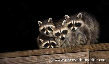 Why These 7 Animals Have Eyes That Glow in the Dark