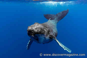 How Many Whales Are Left In the World?