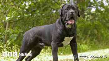 Police hunt woman over Rotherham dog attack